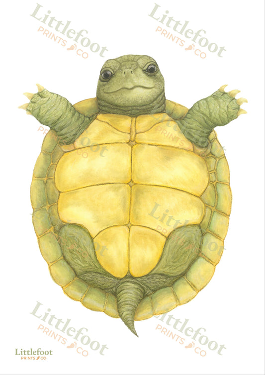 Tortoise Keepsake Print