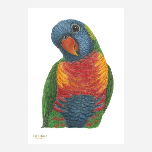 Rainbow Lorikeet Keepsake Print
