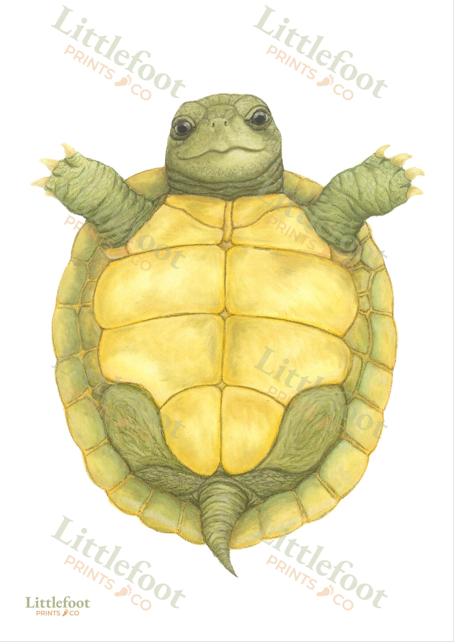 Tortoise Keepsake Print