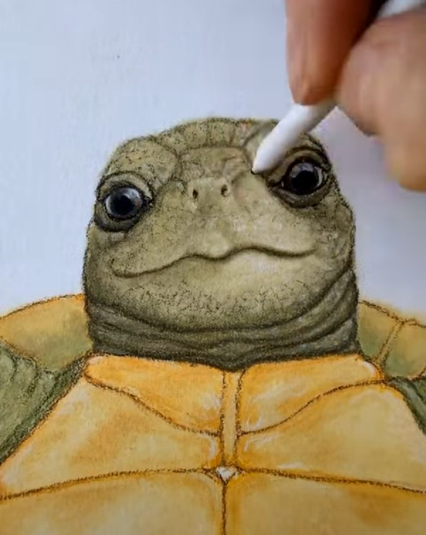 Tortoise Keepsake Print