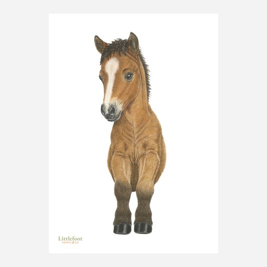 Horse / Pony Keepsake Print
