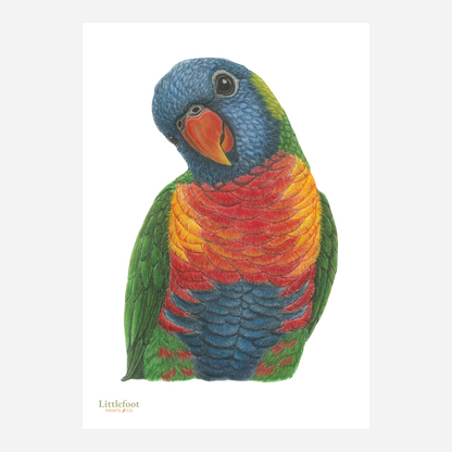 Rainbow Lorikeet Keepsake Print