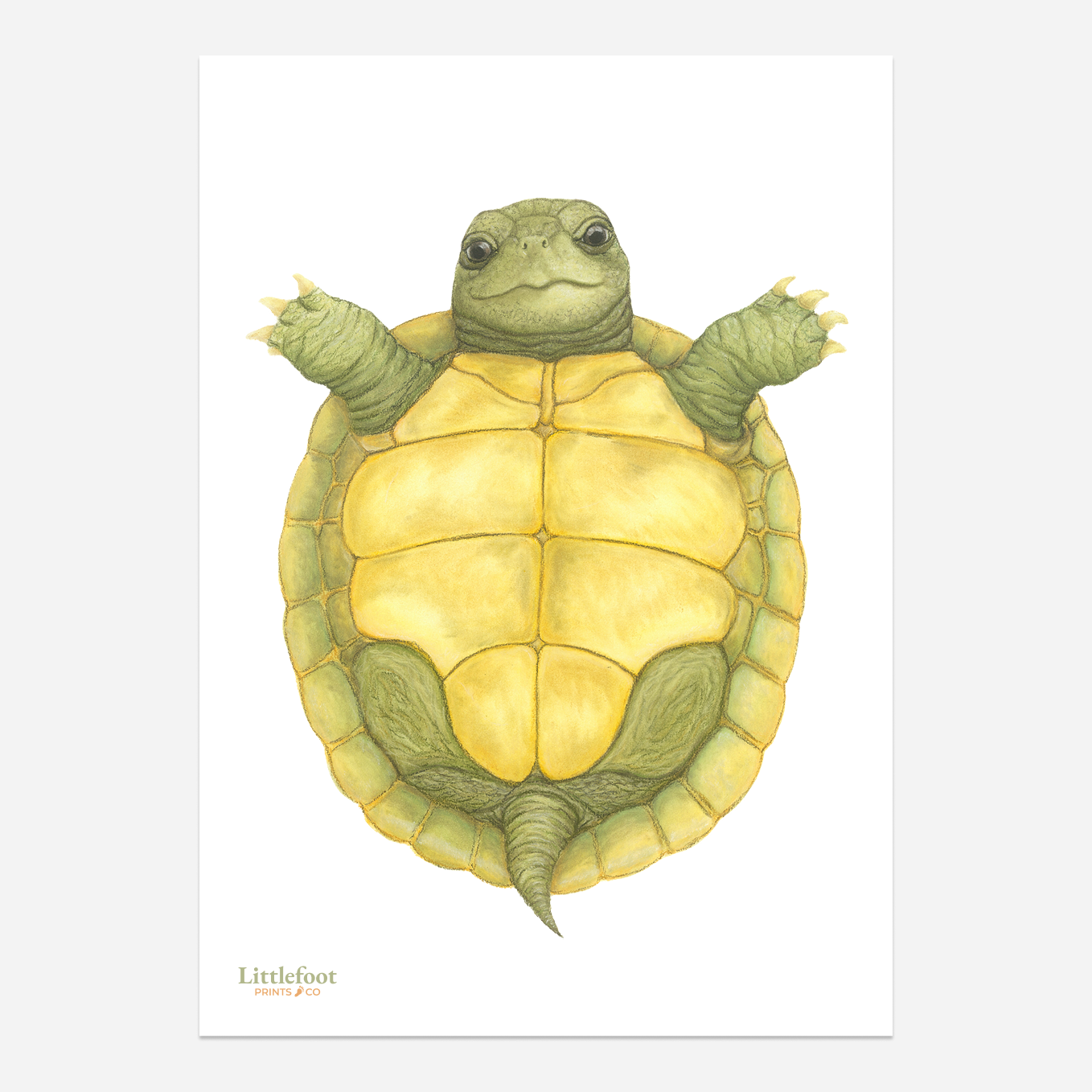 Tortoise Keepsake Print