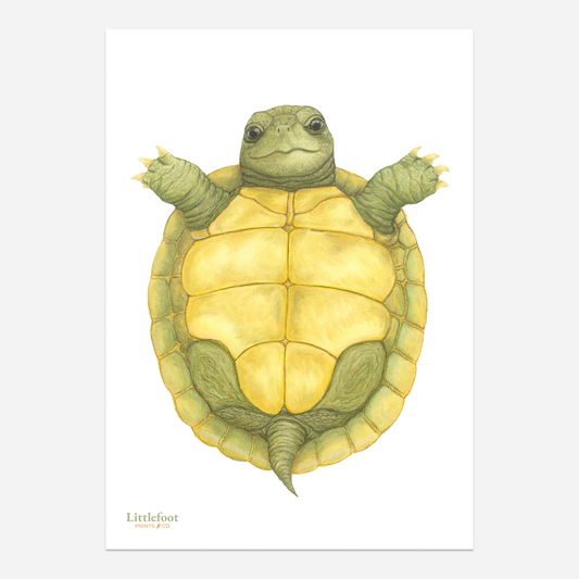 Tortoise Keepsake Print